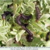 melitaea abbas turanchay larva4 after2